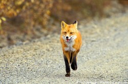 A Red Fox in Denali National Park, Alaska.