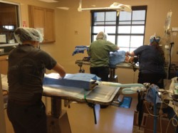 Teams of  vets at Royston Animal Hospital spayed or neutered 60 pets Thursday