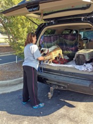 Shelter Director Sherri Lockhart helps bring dogs to Three Trees to be spayed Thursday