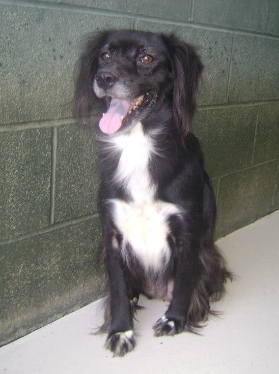 spaniel and border collie mix