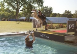 The ProPlan Peformance Team Trains Dogs for Shows at Purina Farms.  Photo: Courtesty Purina Farms