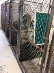 Rows of dog kennels at NE GA Shelter stand empty after rescue groups save hundreds of dog and puppies from euthanasia