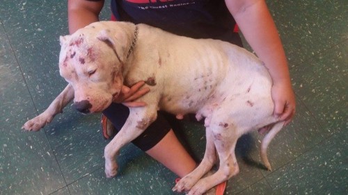This photo taken minutes after Grace was brought in to the NE GA Animal Shelter shows the extent of her injuries