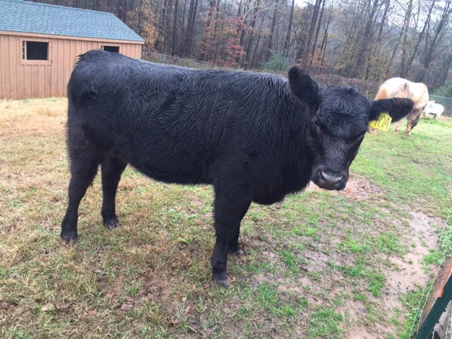 oconee animal shelter lost and found