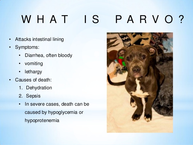 what is parvo