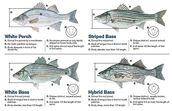 Bass Species Chart