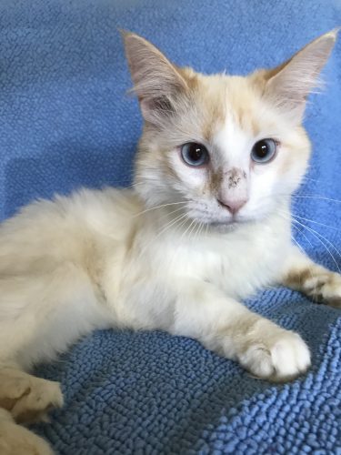 Flame point siamese