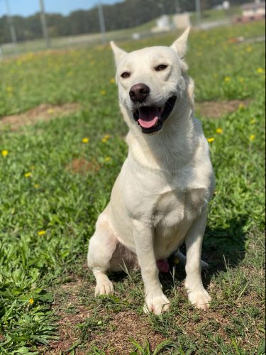 white husky shepherd mix