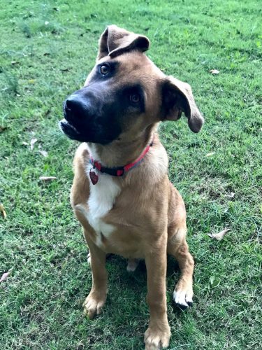 Odie: Shepherd/Lab Mix Puppy Available for Adoption Hart County Humane Society - WLHR