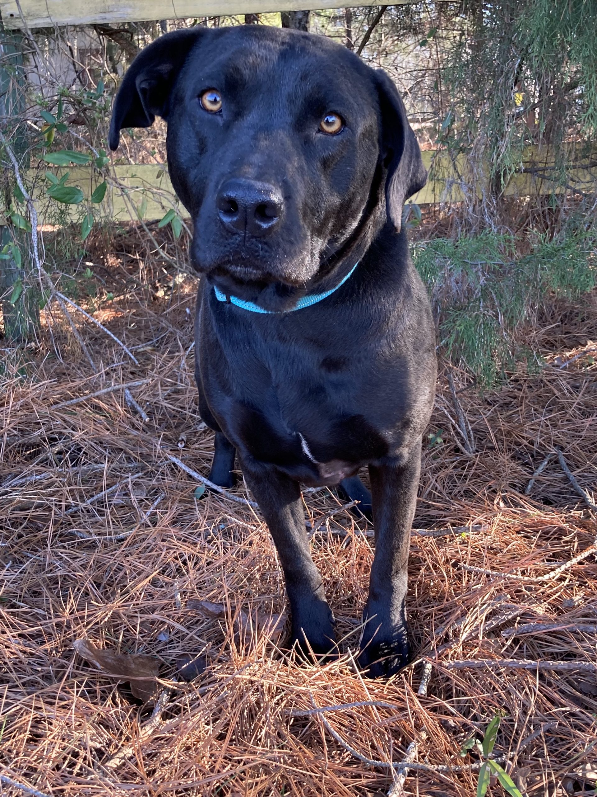 Ducky - Young Lab-mix Girl Seeks Family for Fun, Love, and Years of ...