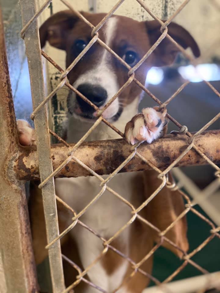 Lavonia Animal Shelter Raising Funds to Get Dozens of Dogs to New Homes