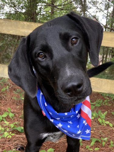 Black lab hound store mix