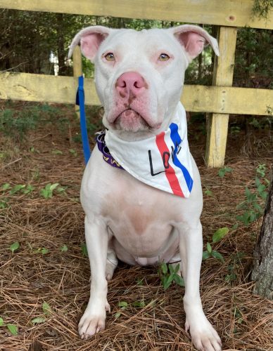 are all white pit bulls rare