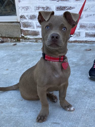 Chihuahua pit mix sales puppies