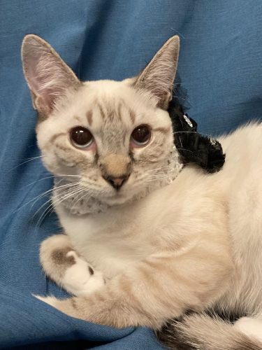 Sunny Lynx Point Siamese Kitten Looking For Furrever Home 92 1 Wlhr