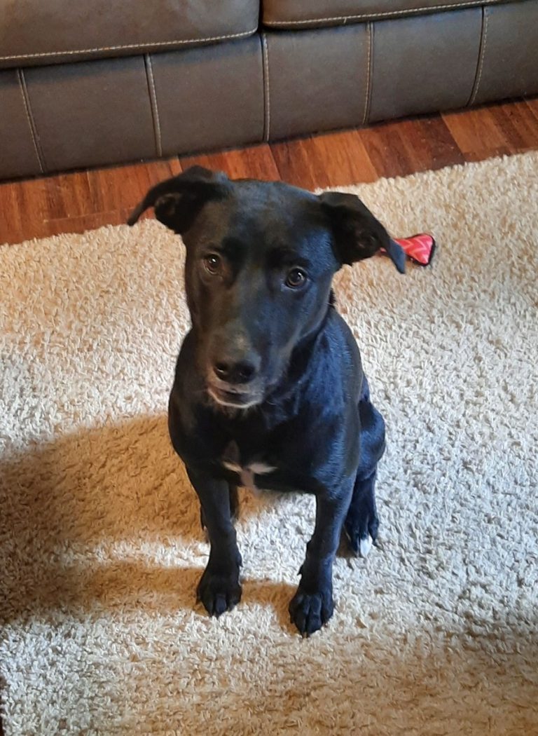 Black Lab Mix Puppy "Ruby" Looking for New Family to Love 92.1 WLHR