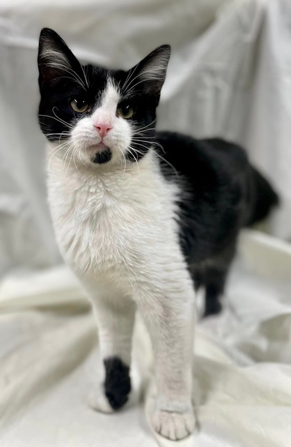 Habersham County Reports First Rabies Case of 2023 in Kitten - 92.1 WLHR