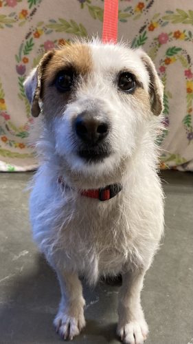 Maizy: Jack Russell Available for Adoption at Hart Co Humane Society ...