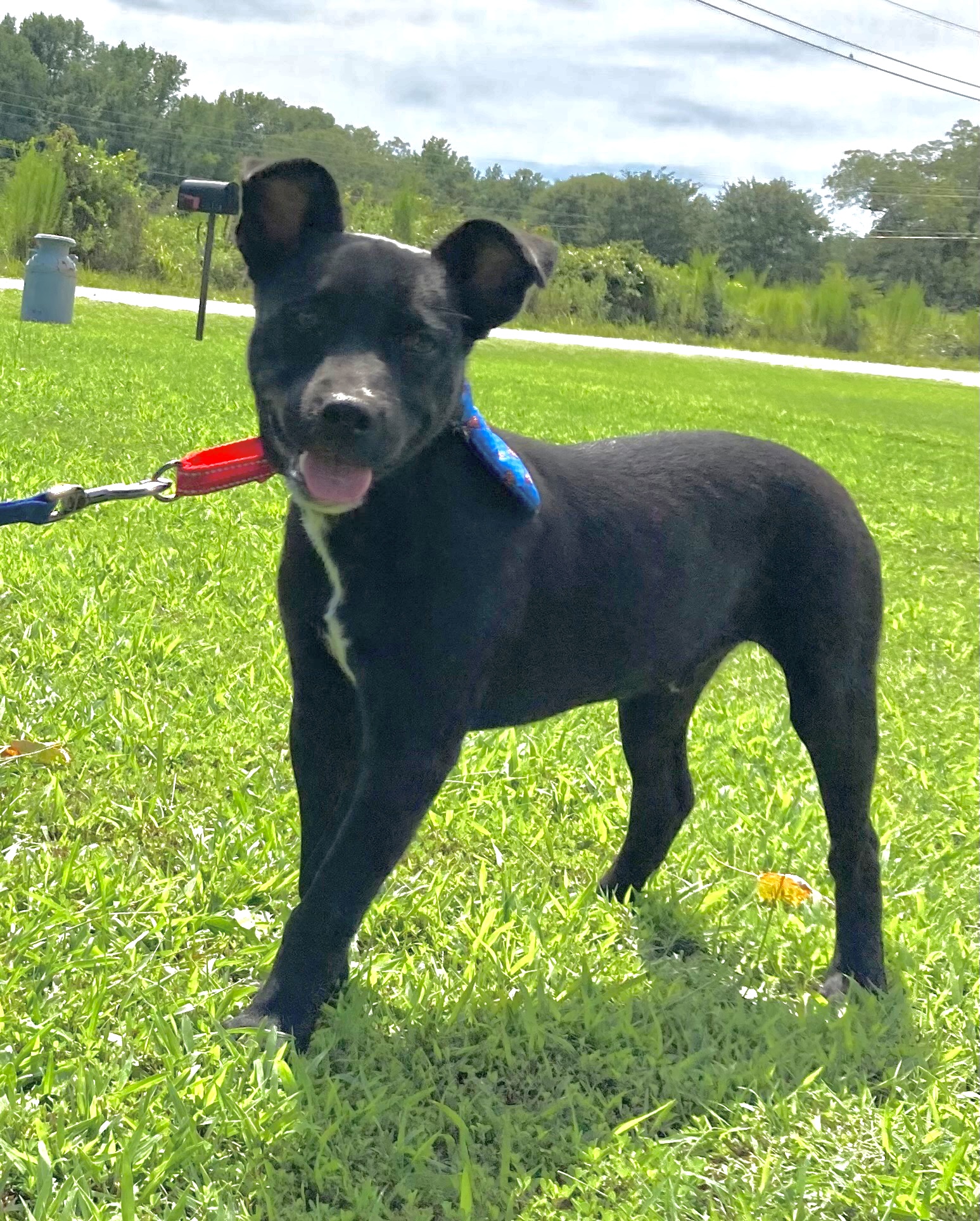 Toby Lab Mix Puppy Available at Hart Co Humane Society 92.1 WLHR