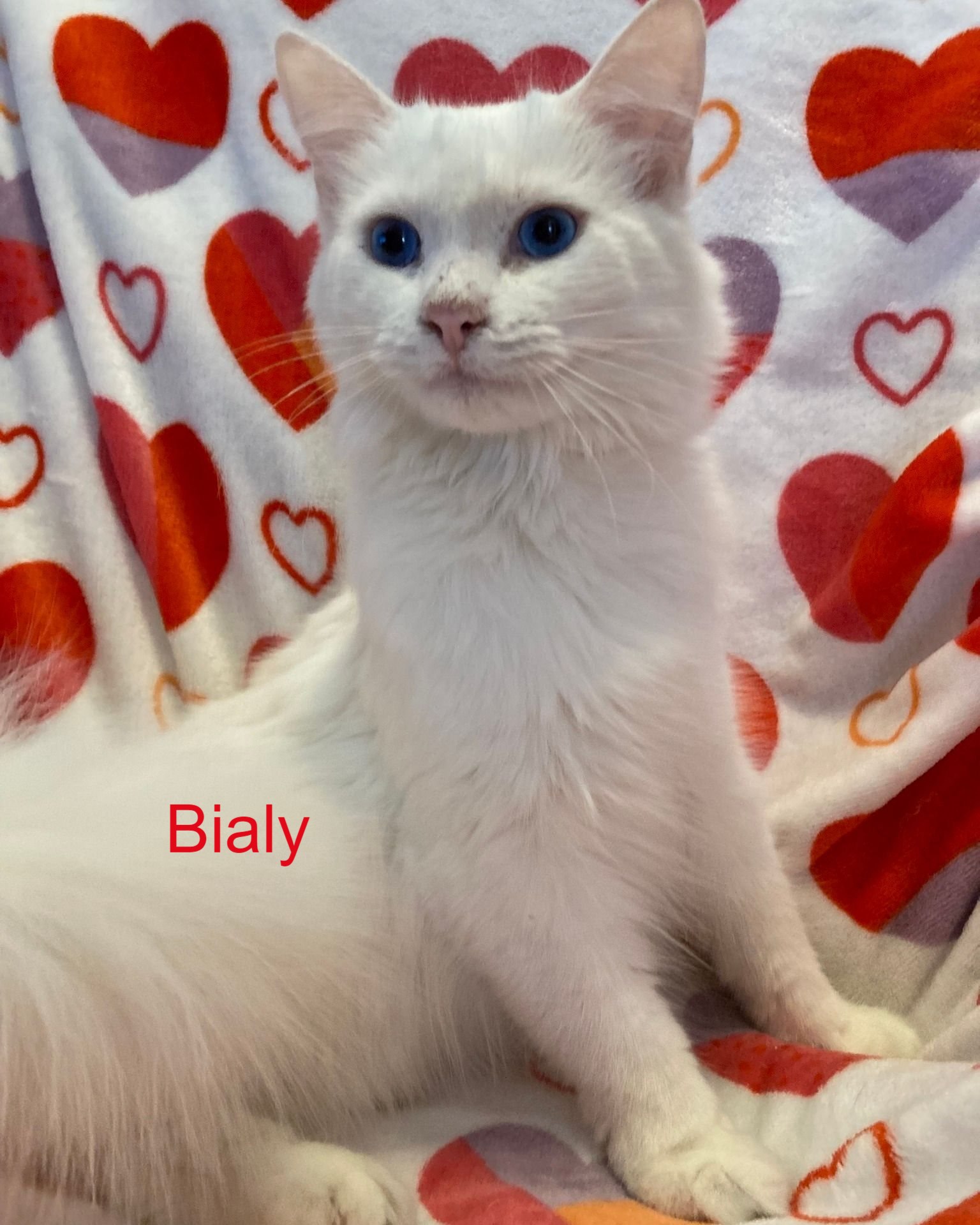 Beautiful Special Needs Cat at Hart Co Humane Society Looking for